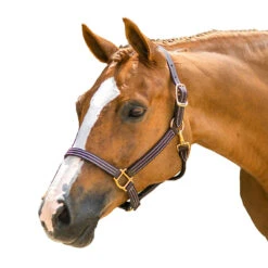 Walsh British Halter