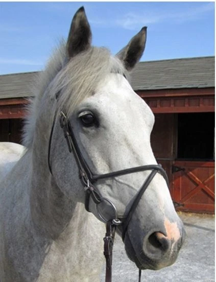 Nunn Finer Rubber Figure 8 Noseband 3 Nunn Finer Rubber Figure 8 Noseband