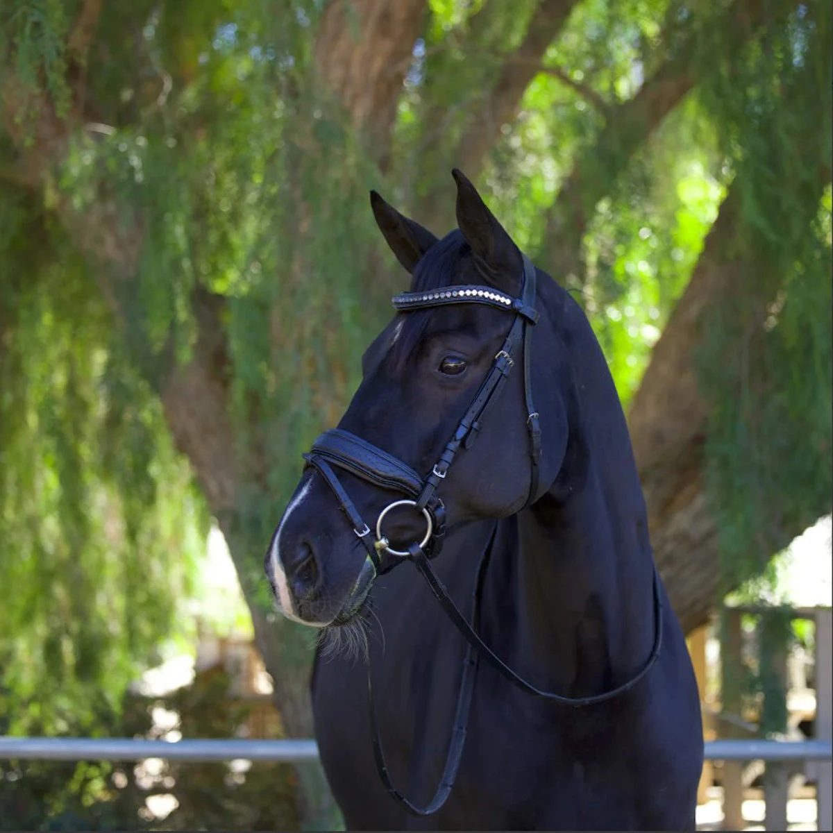 Halter Ego Doc Marten Snaffle Bridle 4 Halter Ego Doc Marten Snaffle Bridle - Image 2