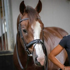 Penelope Daily Bridle -Weatherbeeta Store Pen Daily 3