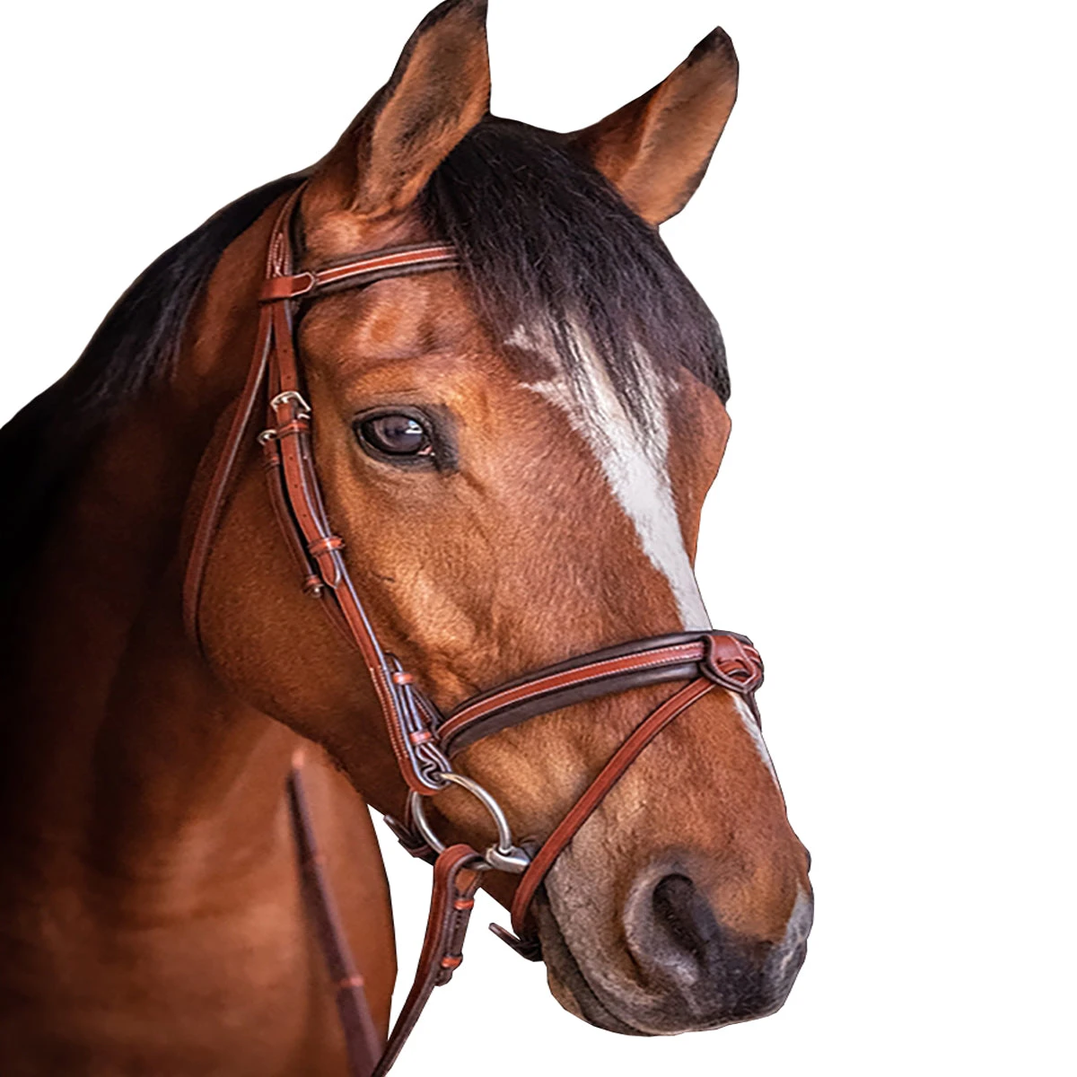 Penelope US Bridle 3 Penelope US Bridle