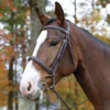 Avignon Ocala Bridle -Weatherbeeta Store Shires 50001 1