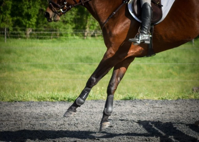 ThinLine Open Front Tendon Schooling Horse Boot 6 ThinLine Open Front Tendon Schooling Horse Boot - Image 4