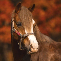 5/A Baker Breakaway Halter With Full Leather Crown -Weatherbeeta Store baker breakawayhalter