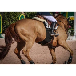 Equifit BellyBand -Weatherbeeta Store band4 61409.1590075654.1280.1280
