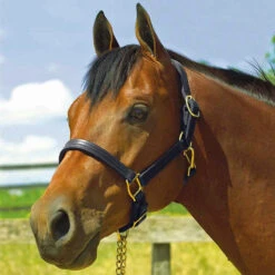 Perri's 1" Leather Show Halter -Weatherbeeta Store black2 22158.1588006314.1280.1280
