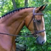 Red Barn By KL Select Synergy Hunter Bridle -Weatherbeeta Store bridle 28499.1582833778.1280.1280