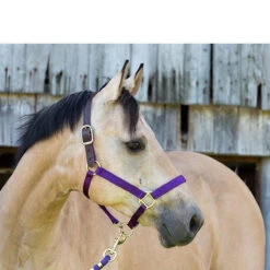 Perri's Premium Nylon Safety Halter -Weatherbeeta Store halter2 94567.1588257175.1280.1280