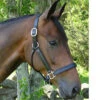 Black Oak By KL Select Sycamore Halter -Weatherbeeta Store halter 23657.1590623812.1280.1280