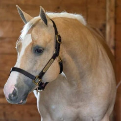 Perri's 1" Leather Turnout Halter 9 Perri's 1" Leather Turnout Halter -Weatherbeeta Store havana2 59923.1588010940.1280.1280