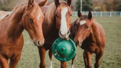 12" Equine Kong Boredom Buster Classic Kit Stall Toy 7 12" Equine Kong Boredom Buster Classic Kit Stall Toy -Weatherbeeta Store kongkit