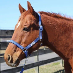 Tuffrider Nylon Breakaway Halter And Lead -Weatherbeeta Store neon blue grey front 42422.1587406680.1280.1280